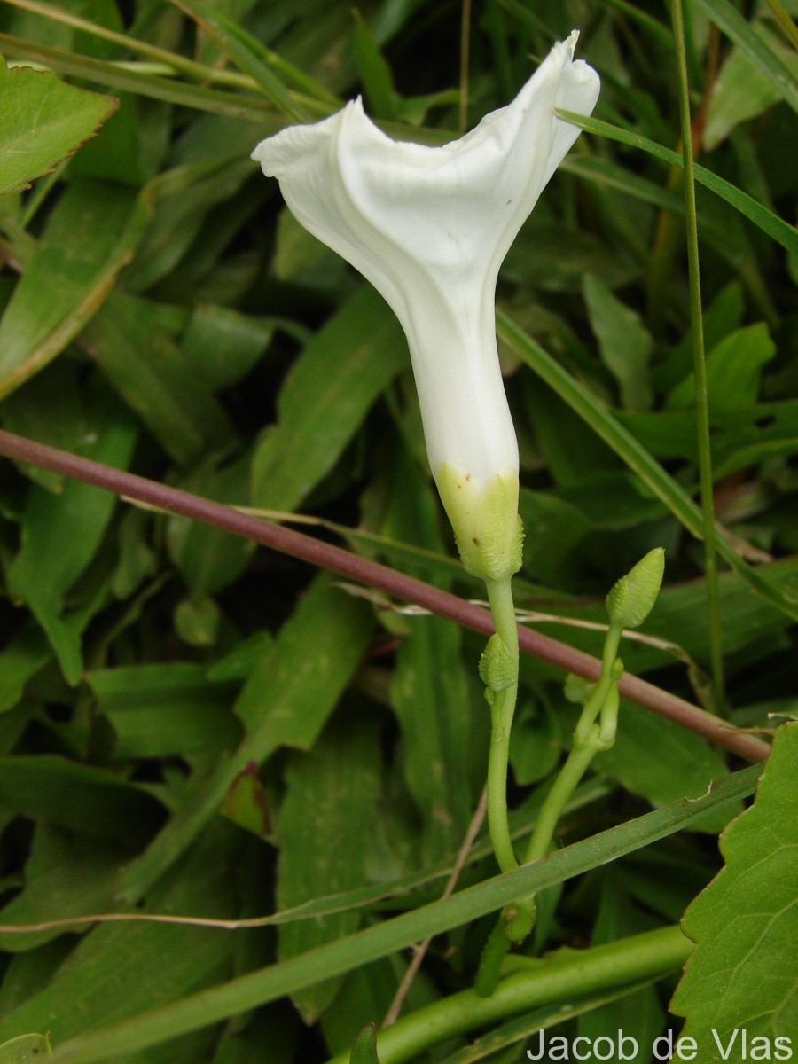 Ipomoea asarifolia (Desr.) Roem. & Schult.